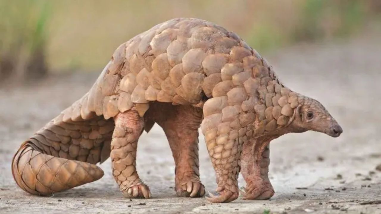 Usthadian Academy / World Pangolin Day 2024 Observed On February 17th